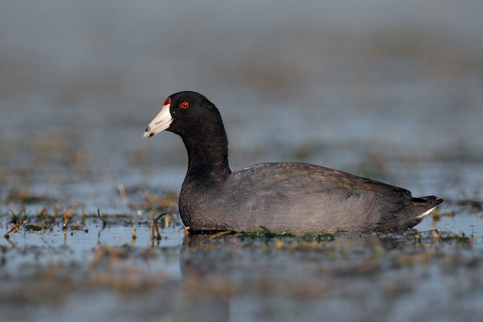 American Coot