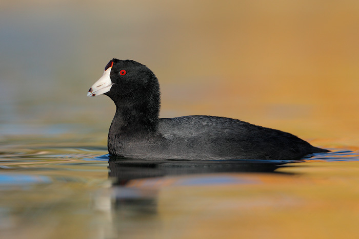 American Coot