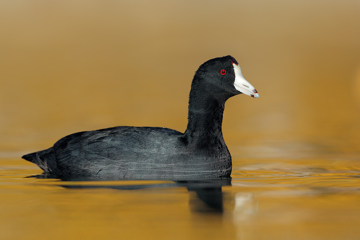 American Coot