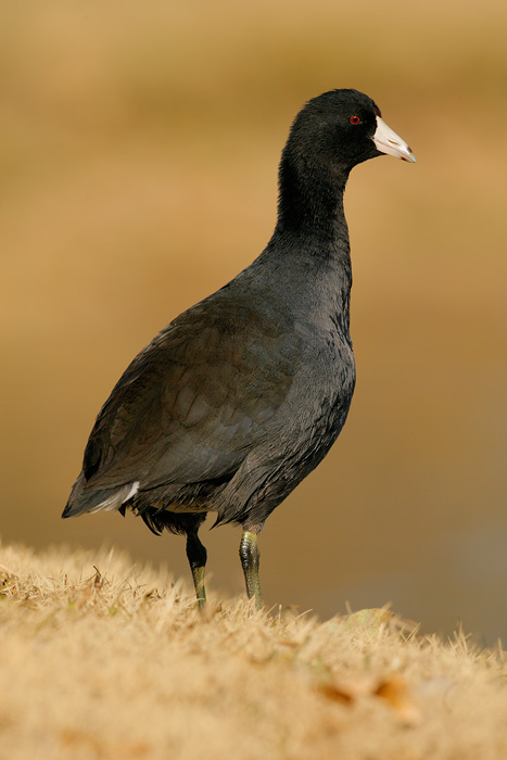 American Coot