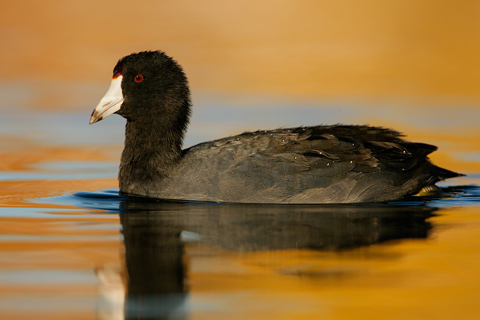 American Coot