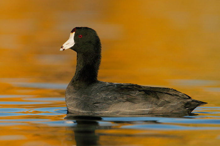 American Coot