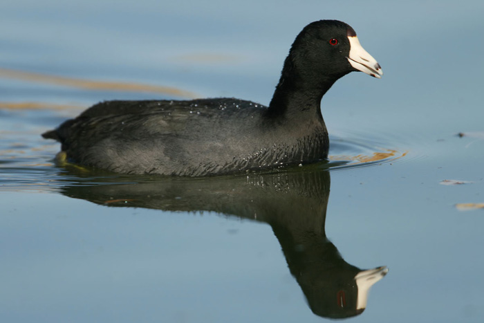 American Coot