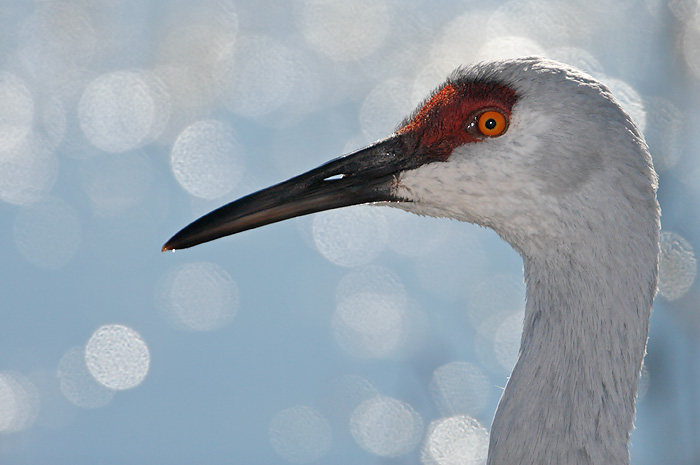 Sandhill Crane