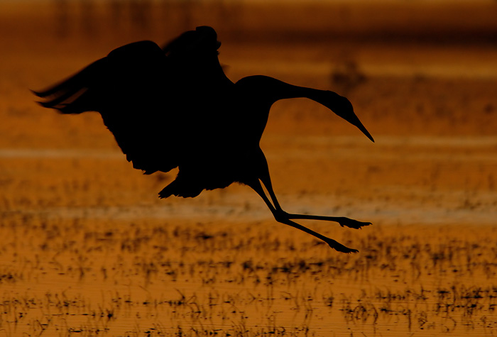 Sandhill Crane