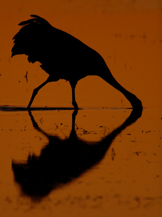 Sandhill Crane