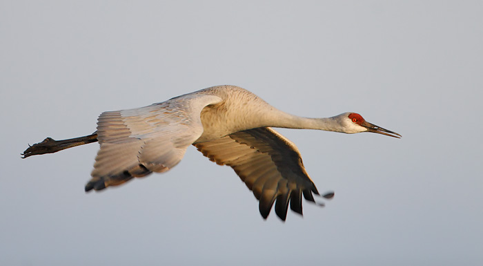 Sandhill Crane