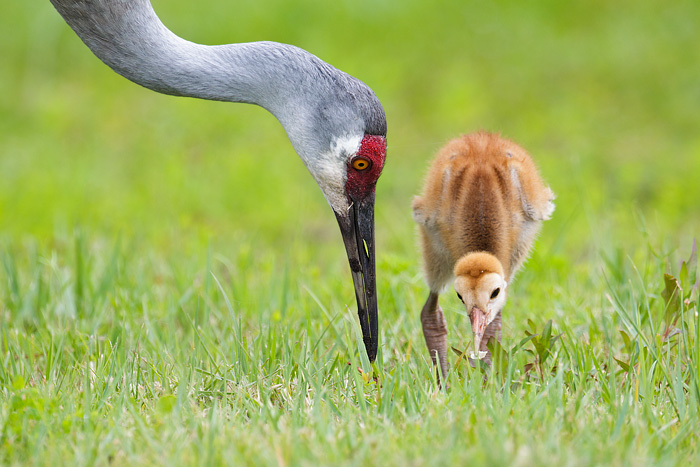 Sandhill Crane