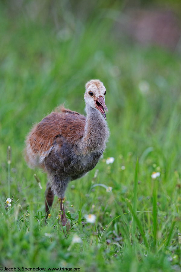 Sandhill Crane