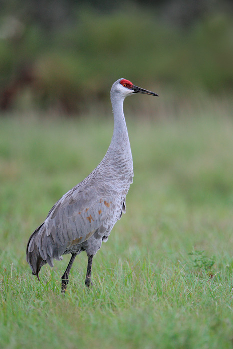 Sandhill Crane