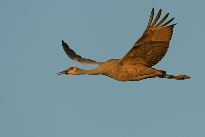 Sandhill Crane