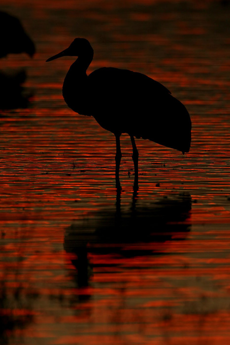 Sandhill Crane