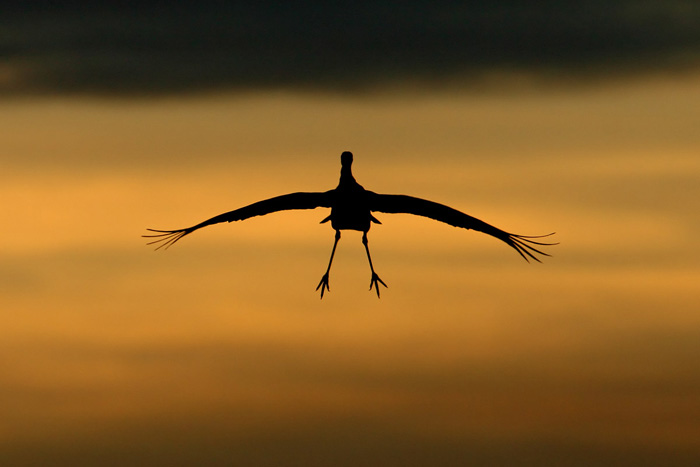 Sandhill Crane