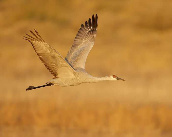 Sandhill Crane