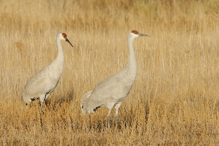 Sandhill Cranes