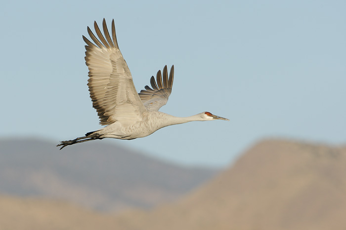 Sandhill Crane