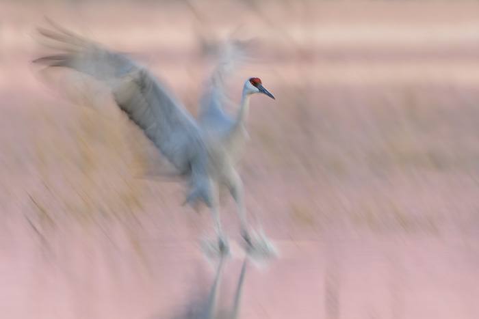 Sandhill Crane