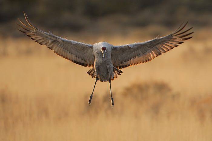 Sandhill Crane