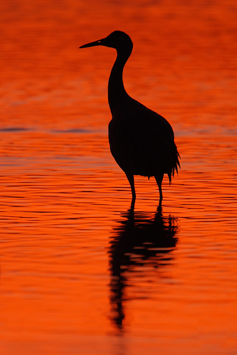 Sandhill Crane