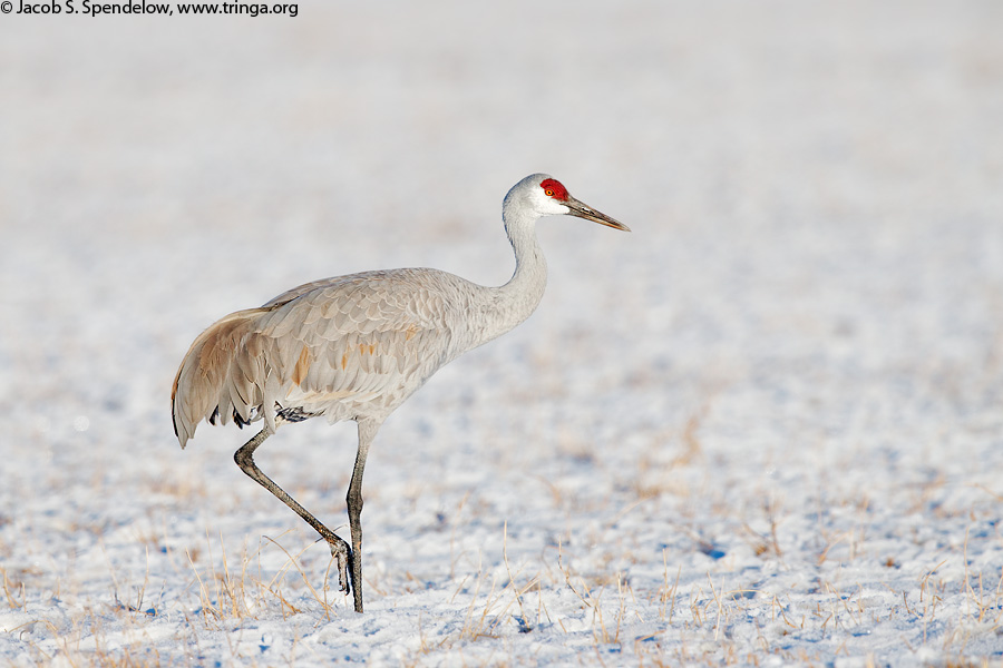 Sandhill Crane