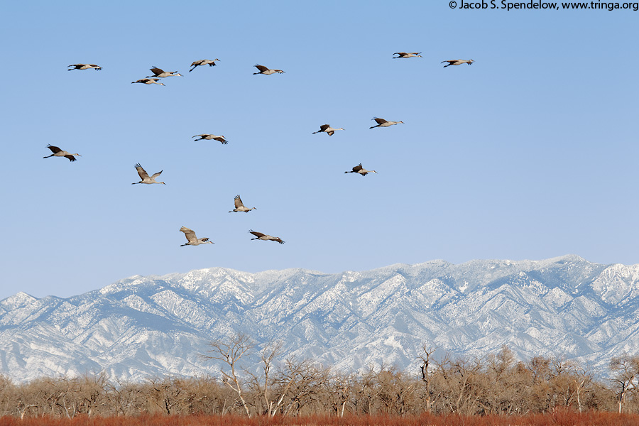 Sandhill Crane