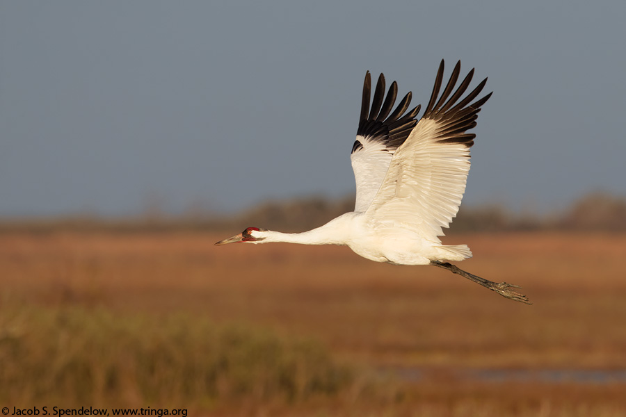 Whooping Crane