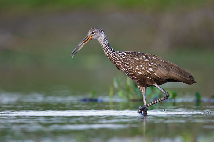 Limpkin