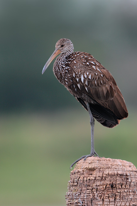 Limpkin