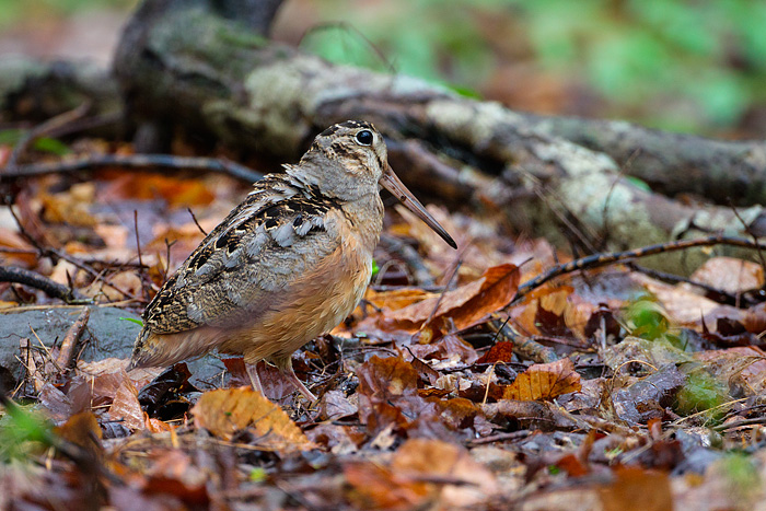 American Woodcock