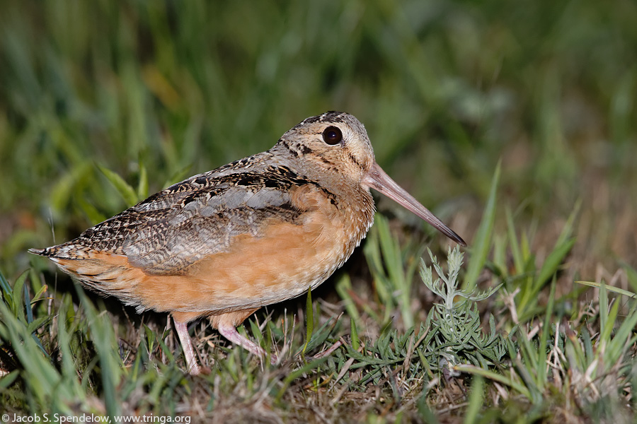 American Woodcock