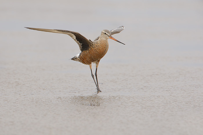 Hudsonian Godwit