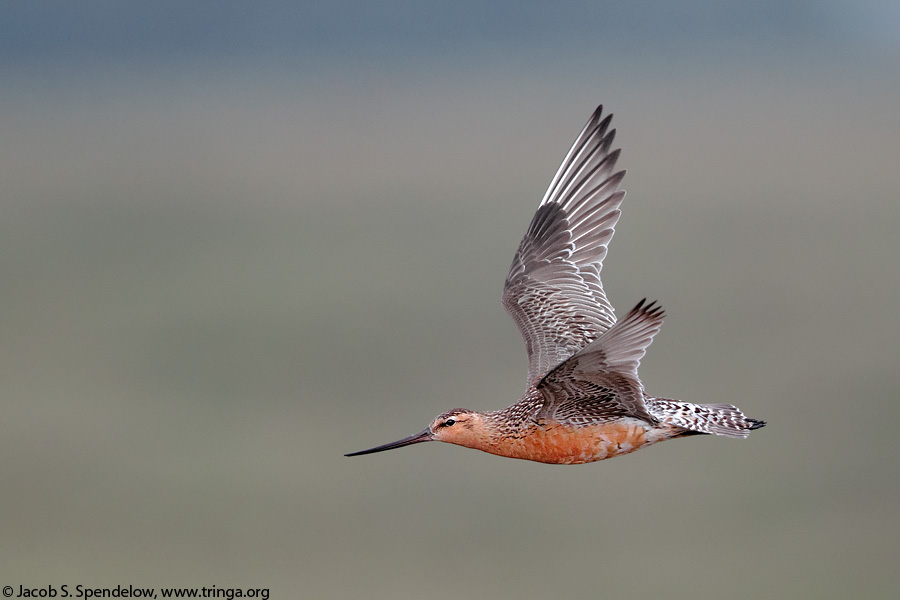 Bar-tailed Godwit