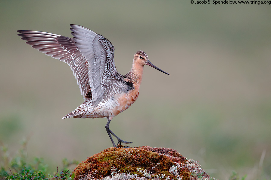 Bar-tailed Godwit