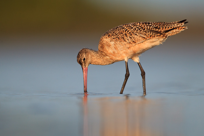 Marbled Godwit