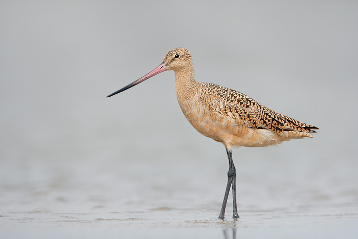 Marbled Godwit