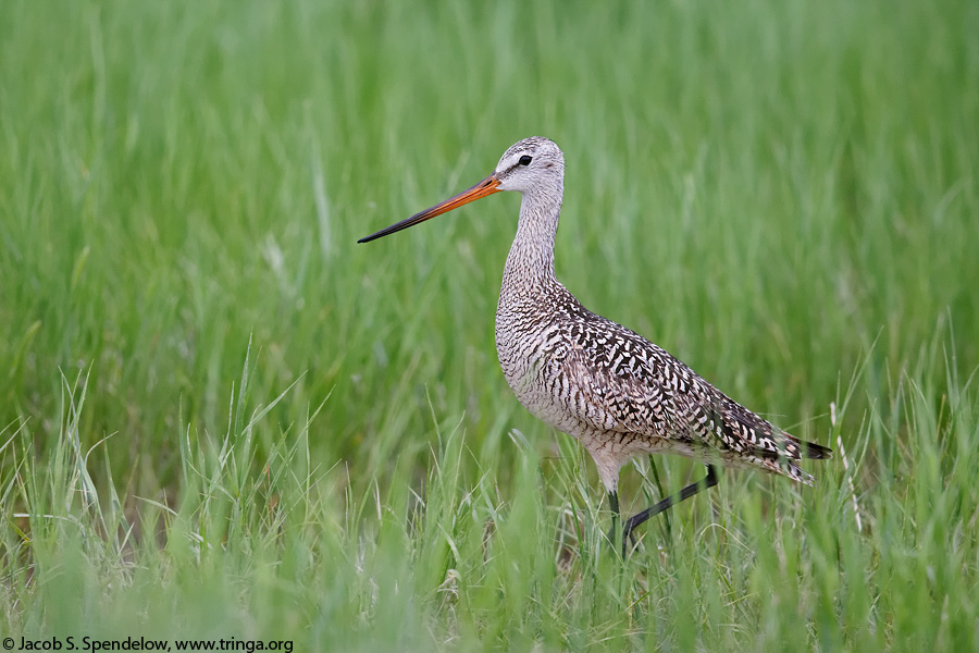 Marbled Godwit