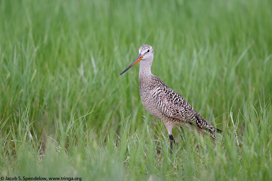 Marbled Godwit