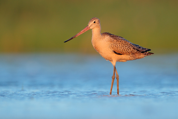 Marbled Godwit