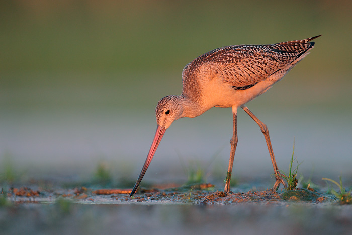 Marbled Godwit