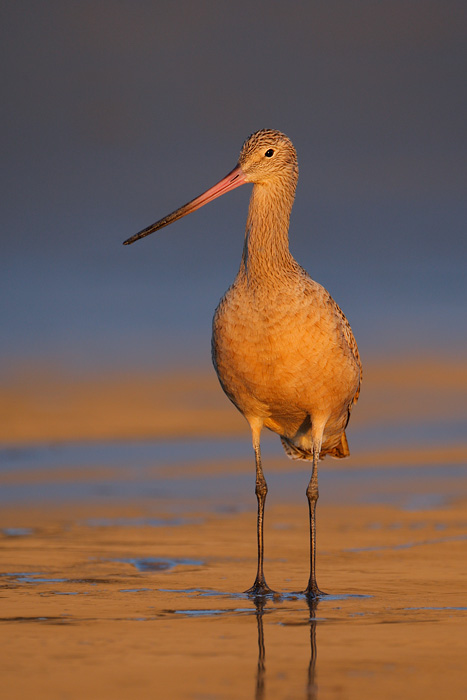 Marbled Godwit
