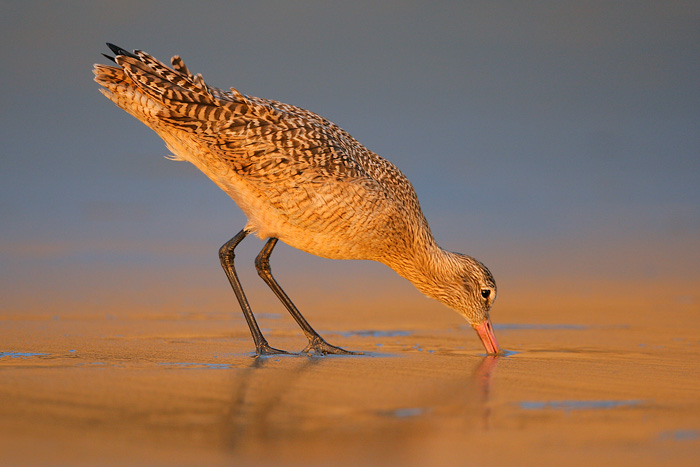 Marbled Godwit