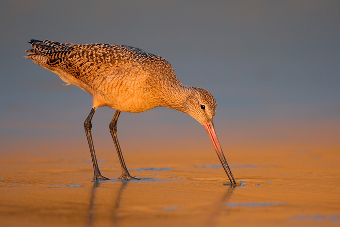 Marbled Godwit