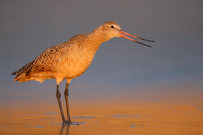 Marbled Godwit