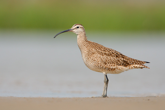 Whimbrel