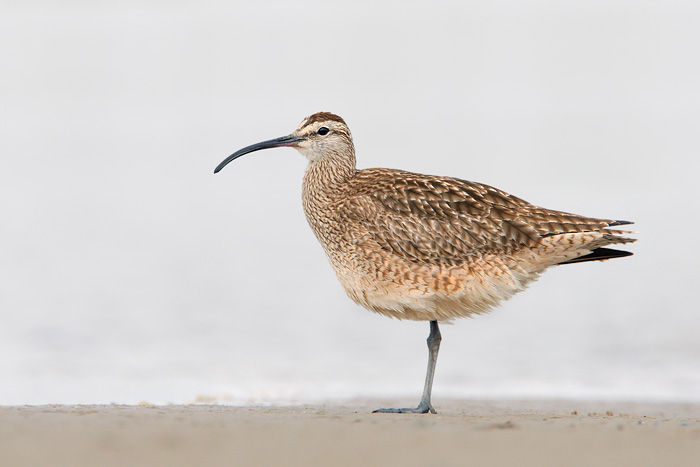 Whimbrel