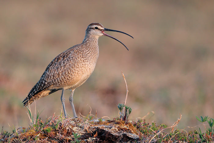 Whimbrel