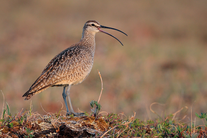 Whimbrel