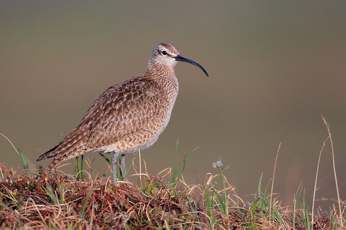 Whimbrel