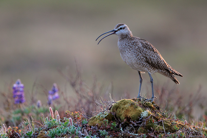 Whimbrel