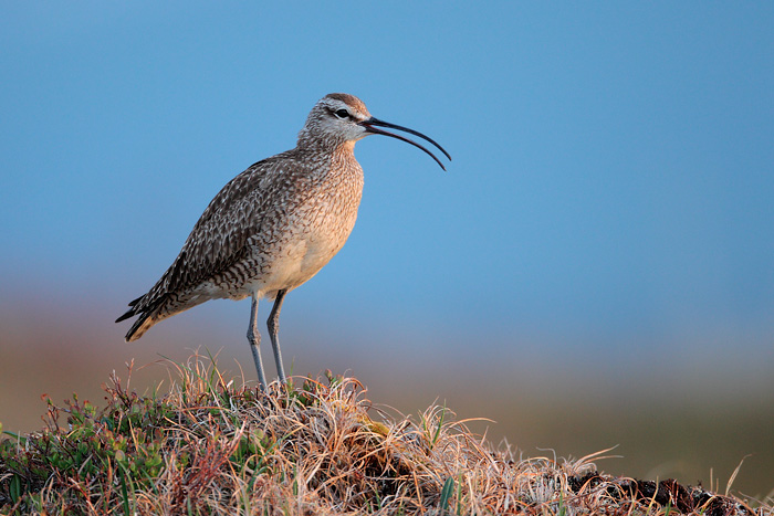 Whimbrel